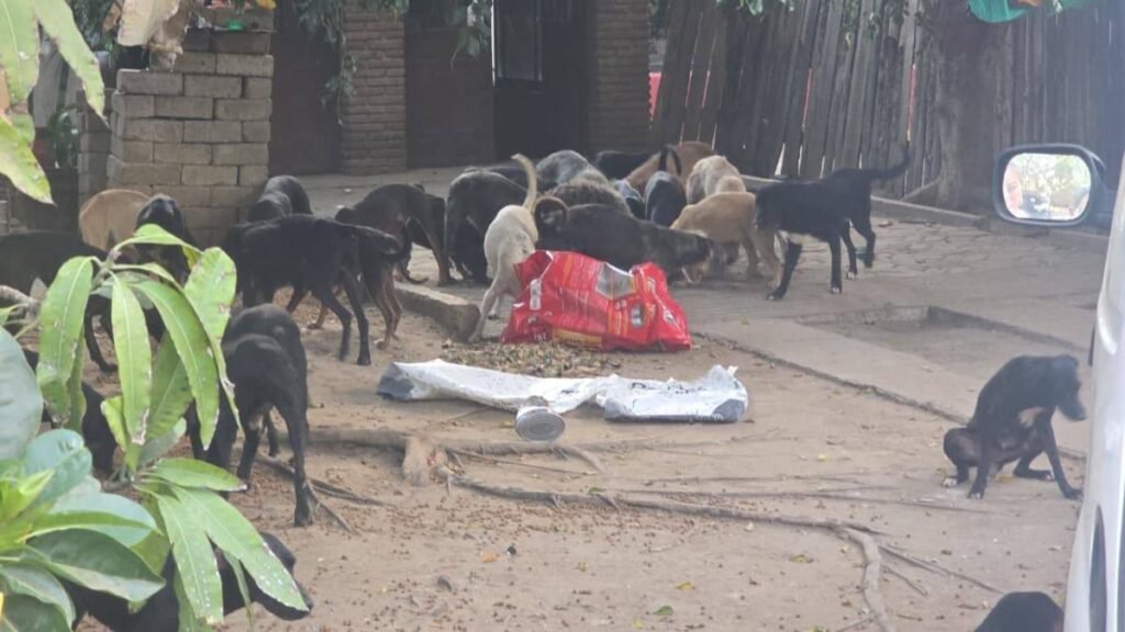 Hombre en Oaxaca enfrenta cargos por crueldad animal tras hallarse 65 perros y un arma en su posesión