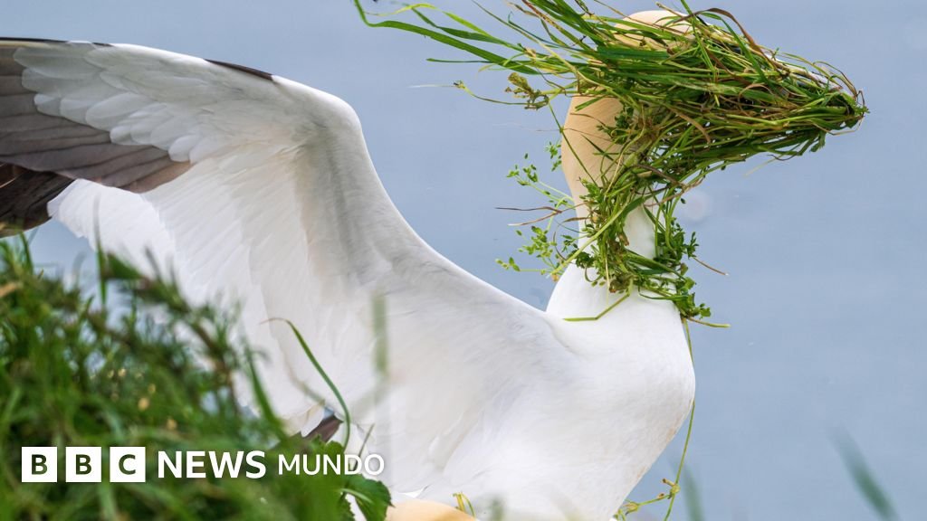 Premios Nikon de Vida Silvestre: Las Imágenes más Divertidas de Animales en 2025