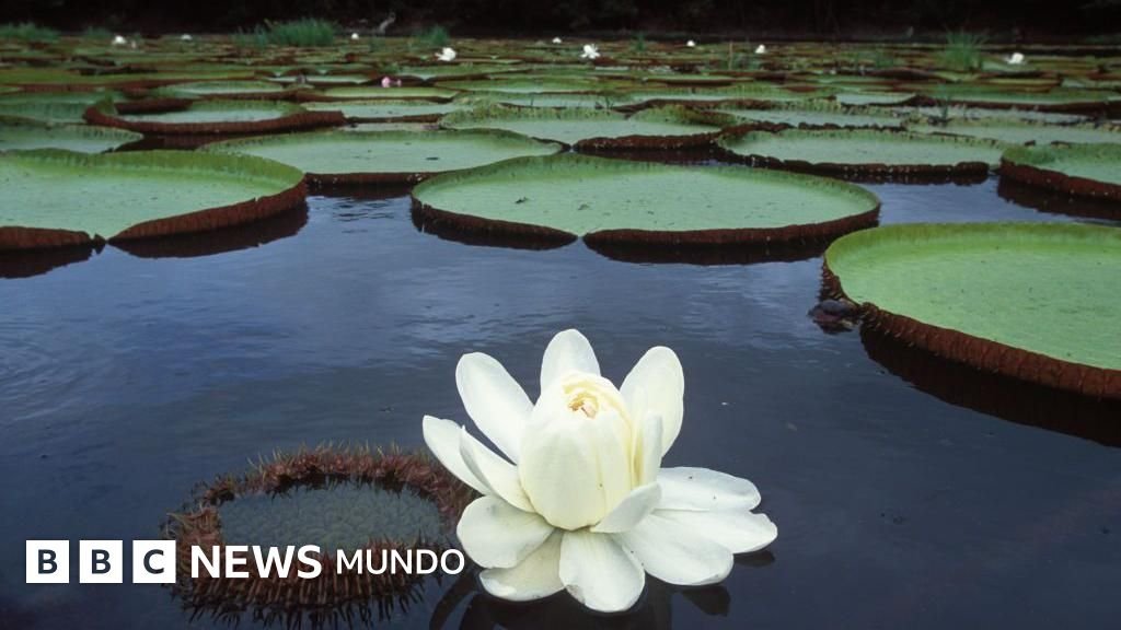 Victoria regia: la fascinante planta sudamericana que revolucionó nuestros espacios y continúa inspirando cambios
