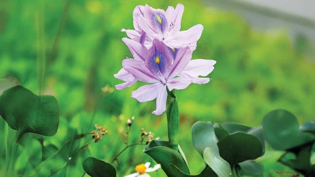 Lirio acuático: belleza, destrucción y peligro en nuestros ecosistemas