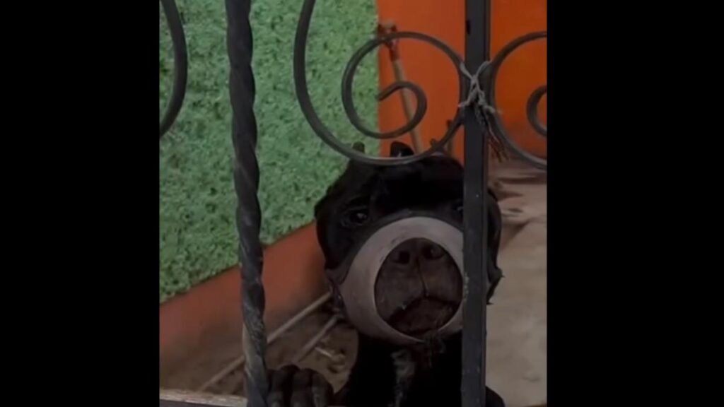 Denuncian abuso hacia una perrita que vive con el hocico atado