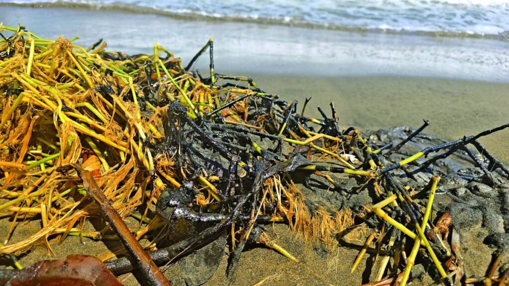 Rocío Nahle desmiente derrame en las playas de Alvarado, aunque reconoce el impacto ambiental