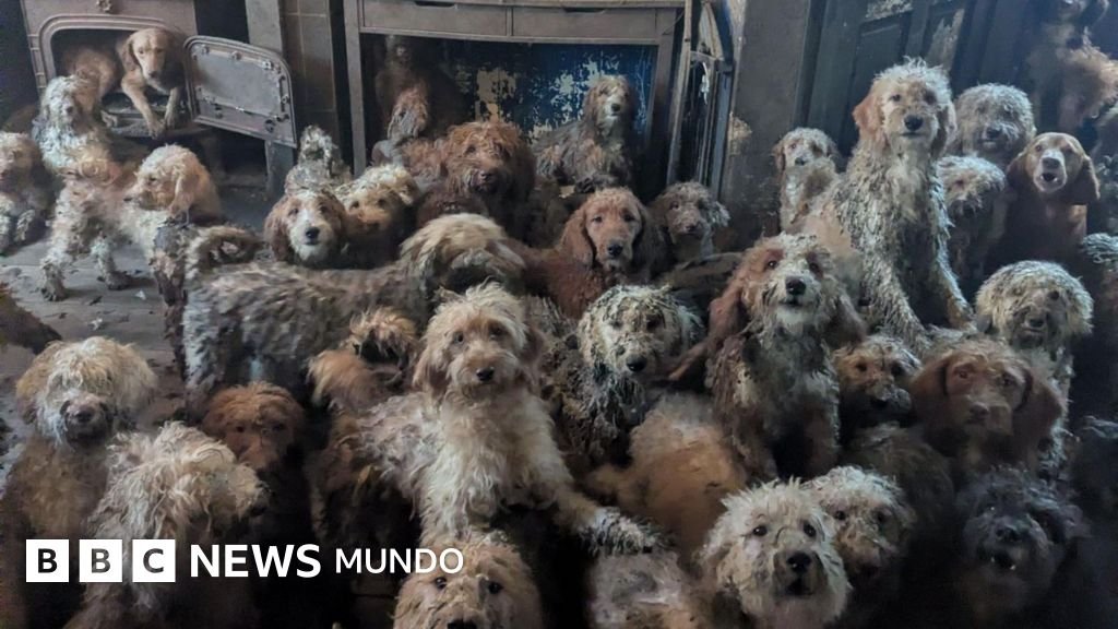 La asombrosa recuperación de los 250 perros rescatados de una casa pequeña en Inglaterra