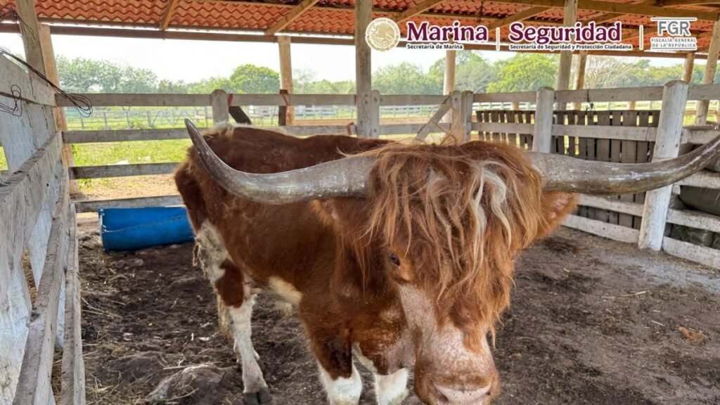 Profepa descubre más de 130 especies animales durante el cateo de un rancho en Tamaulipas