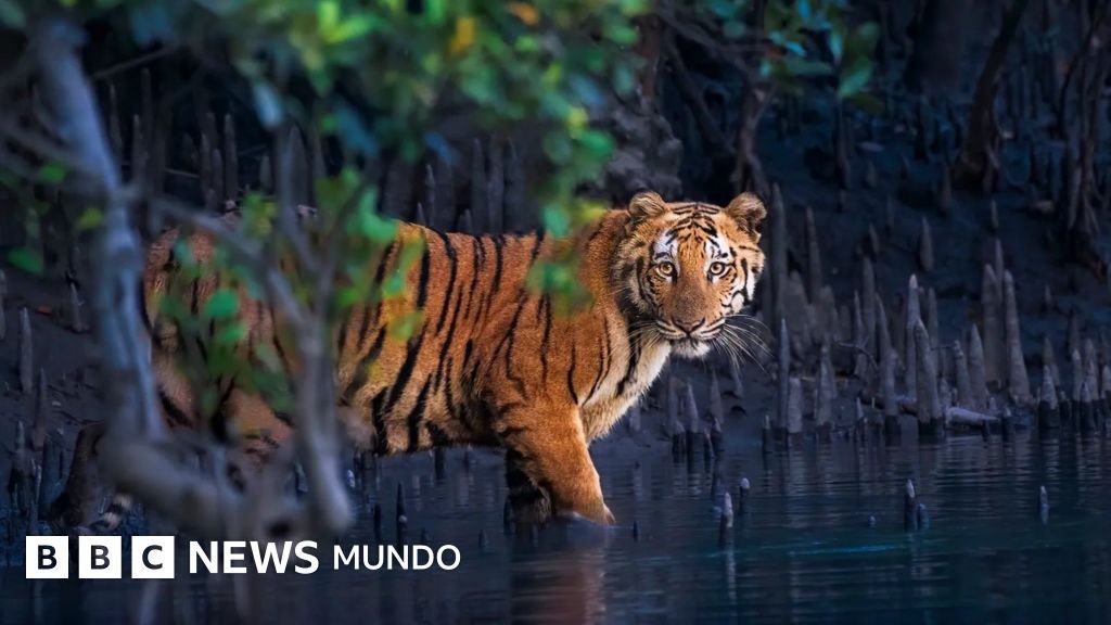 Descubre la magia de los bosques de manglar a través de 13 imágenes sorprendentes