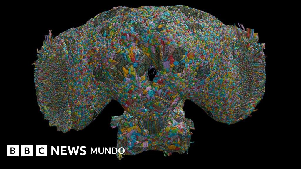 El cerebro de las moscas: ¿qué nos enseña sobre el comportamiento humano?
