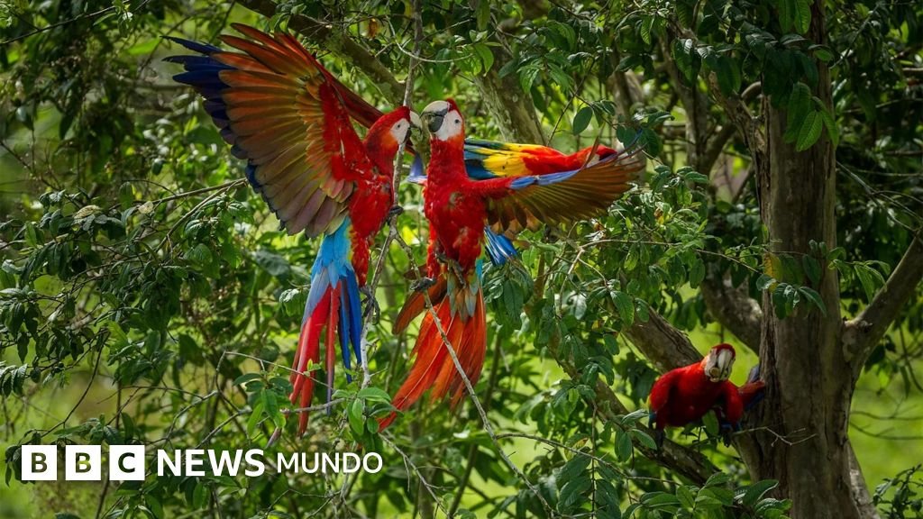 Las guacamayas rojas y el enigma de la muerte de sus crías: la lucha de una científica peruana por su salvación