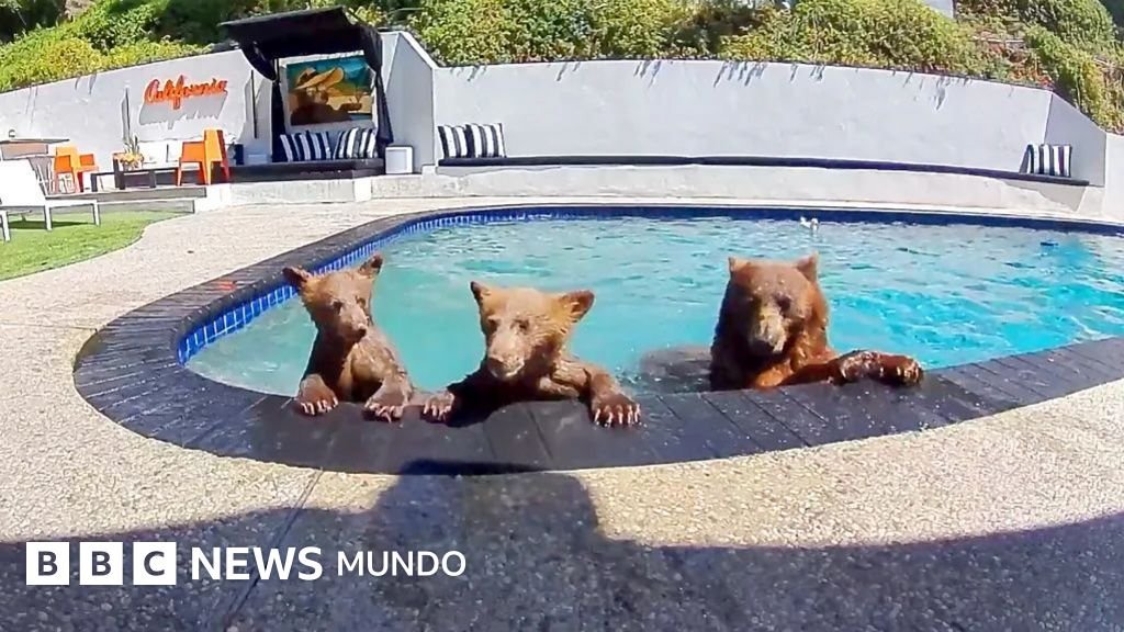 Vivimos con una familia de osos que se baña en nuestra piscina varias veces a la semana.